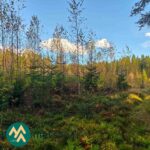 Kuusentaimikkoa, nuoria koivuja ja heinäinen kulku-ura Hanhisuon metsätilalla.