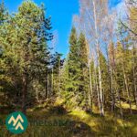 Kuusia ja koivuja heinäisellä metsäpohjalla Urjalan Hanhisuon myyntikohteessa.