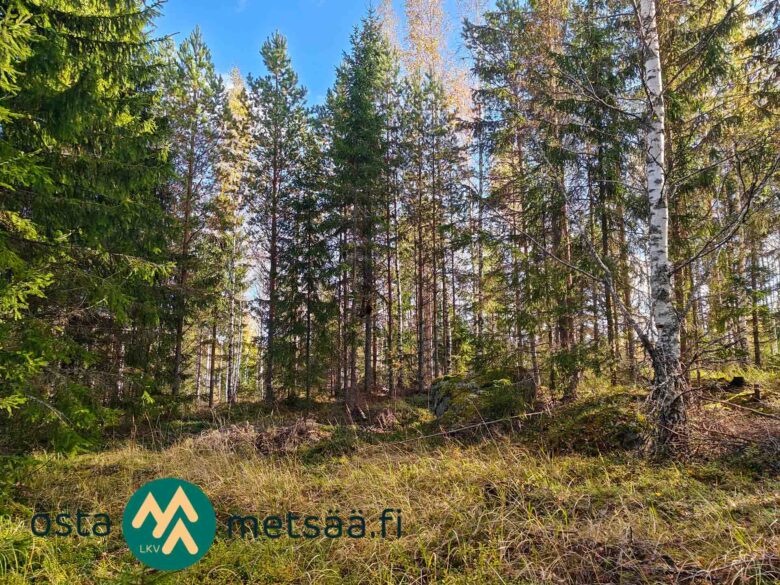 Sekametsää ja valoisa heinäinen kohta Urjalan Hanhisuon metsätilalla.
