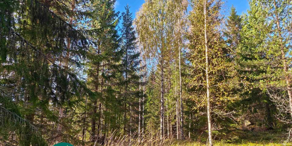 Mäntyjä, kuusia ja syysvärisiä koivuja Hanhisuon metsätilalla Urjalassa.