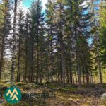 Kuusia ja koivuja sammaleisella, kivikkoisella metsäpohjalla Urjalan Hanhisuolla.