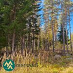 Mäntyjä ja kuusia valoisan metsäaukon reunalla Urjalan Hanhisuolla.